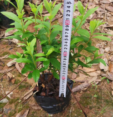 毛杜鹃杯苗规格30×30价格面议详谈大量供应中