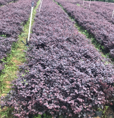 红继木杯苗规格30×30价格面议详谈,大量供应中