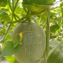 小蜜25精品哈密瓜，大量现货