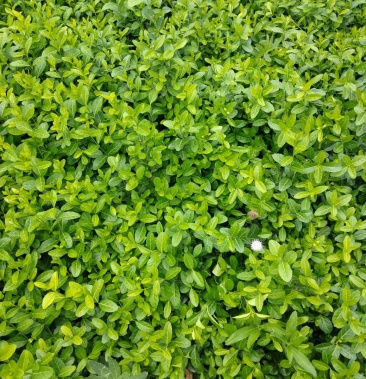 小叶扶芳藤直销,易成活率高,适应全国各地区栽培