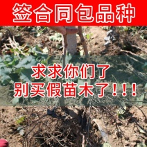蓝宝石葡萄苗南方北方种植盆栽地栽当年结果嫁接甜蜜葡萄树