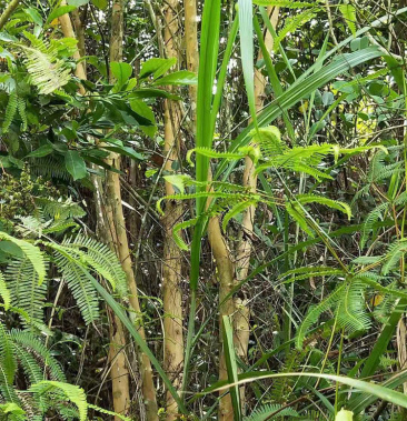 00元/棵 - 一亩田