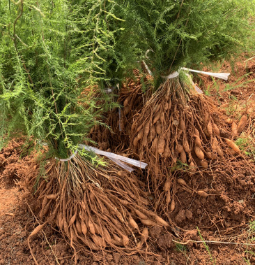 一年半云南大天冬种苗,成活率高,全国包邮