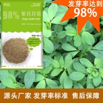 紫花苜蓿草种子四季播种喂猪鱼鹅鸭鸡兔牧草种子保证发芽