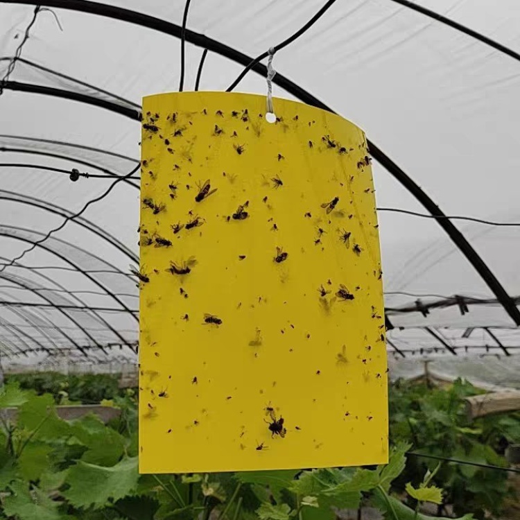 [粘虫板批发]100张双面粘虫板黄板蓝板诱虫板黏沾灭杀各种飞虫包邮