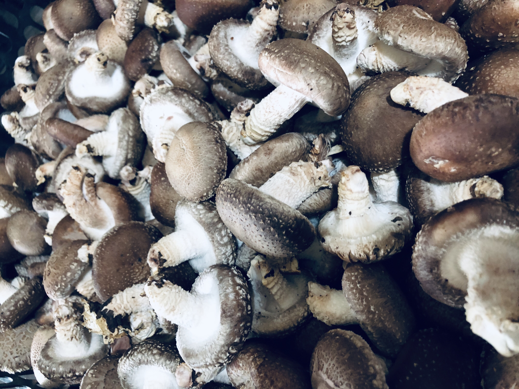 干香菇与其他常见食材嘌呤含量对比图