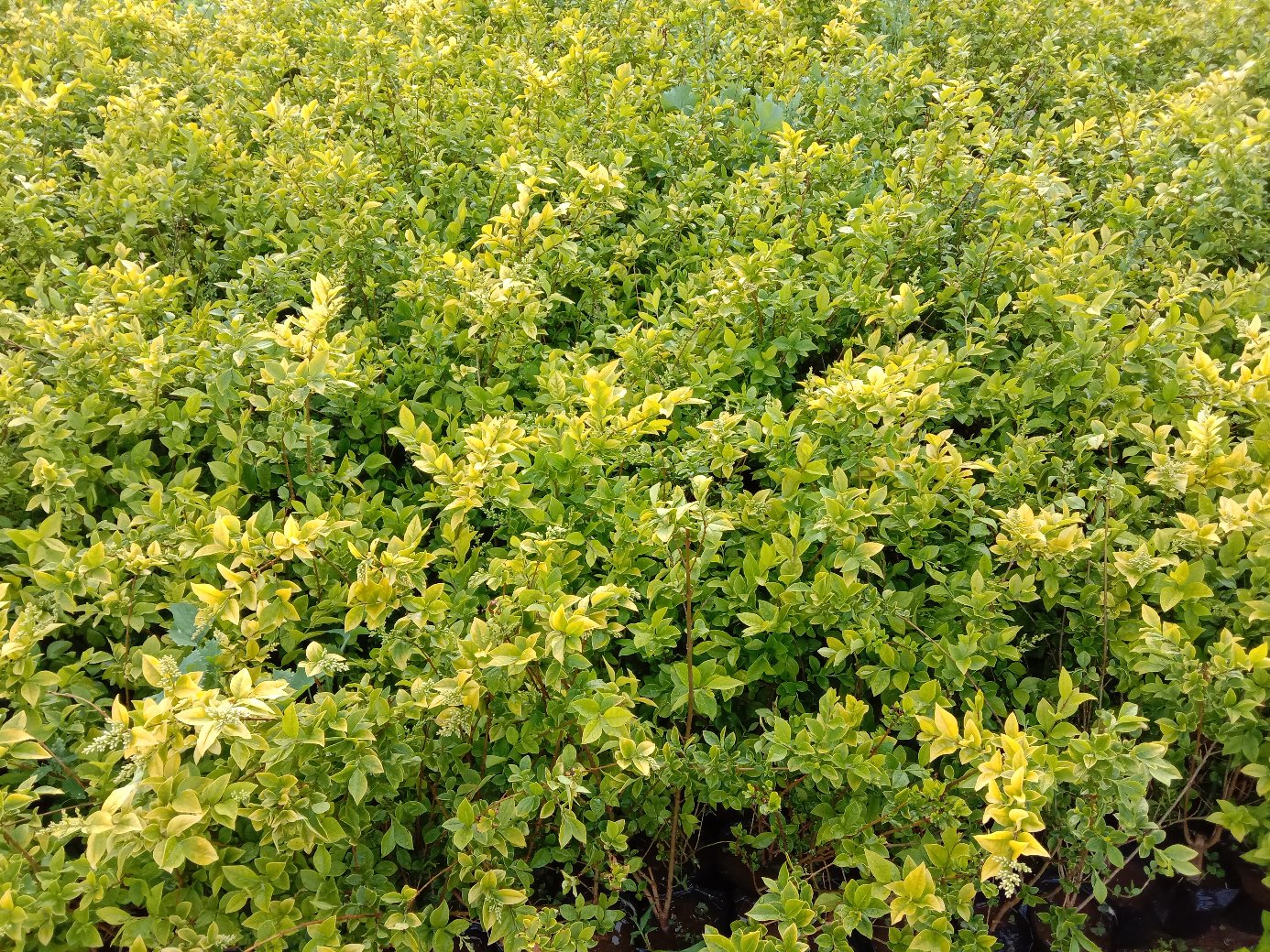 八角金盘在园林中的应用