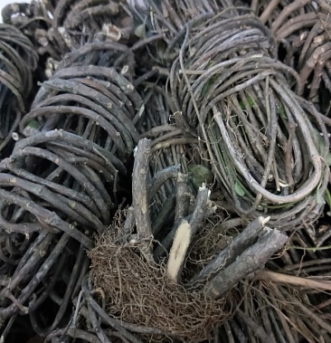 满山香过山香纯野生的