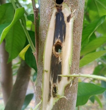 正宗野生原母树取枝条嫁接绿奇楠奇楠沉香苗可试油