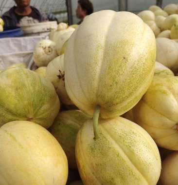 内蒙古黑柳子精品巴盟香瓜品质保证量大从优