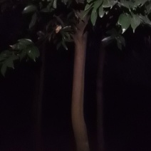 大量供应天竺桂，有需要天竺桂联系