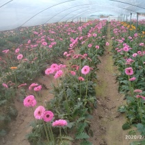 非洲菊