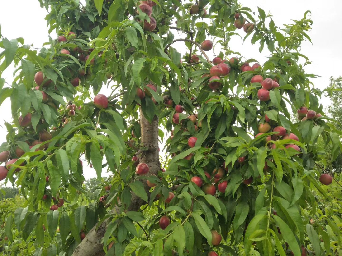 中油八号油桃挂满枝头特写