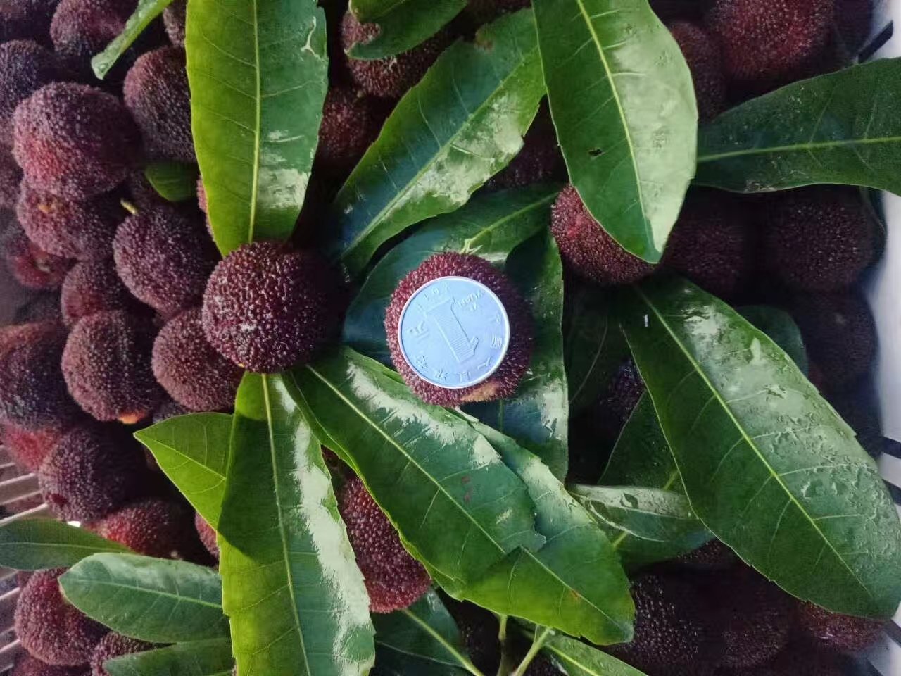 左右对比图:左侧为新鲜东魁杨梅,颜色深紫、果型饱满、表面光洁;右侧为存放5天后变质的杨梅,果皮皱缩、局部发白长霉、果汁渗出。背景为白色瓷盘,突出视觉差异 东魁杨梅保存状态对比图