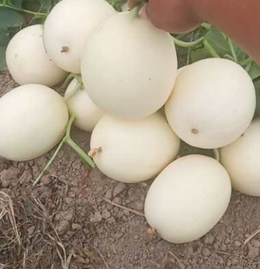 [冬瓜批发]甜红玉2号小白瓜价格1.70元/斤 - 一亩田