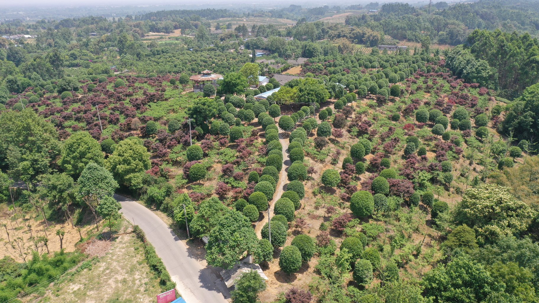 结子丹桂种植园实景,展示成片种植的景观效果 结子丹桂种植园