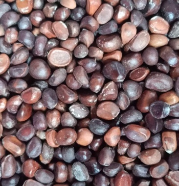 [赤芍种子批发]2020产新赤芍种子价格70.00元/斤 - 一亩田