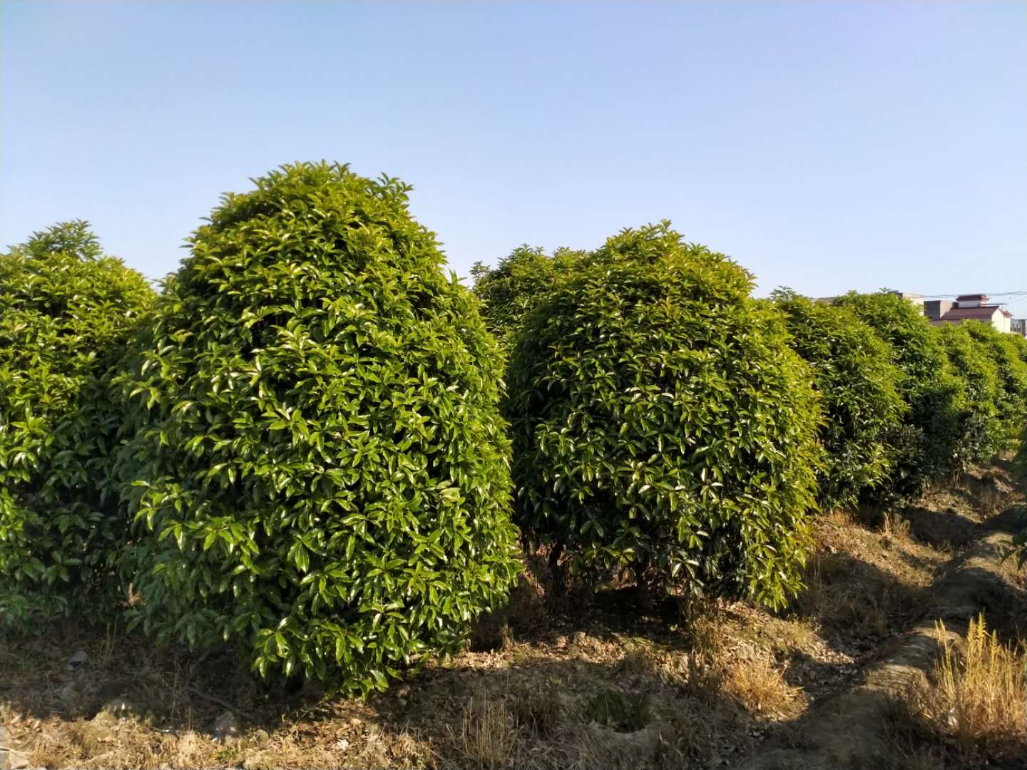 八月桂叶片与花朵特写展示