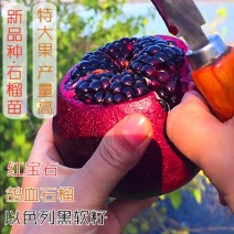 新品种鸽血石榴树苗突尼斯软籽红宝石以色列黑籽石榴树嫁接果