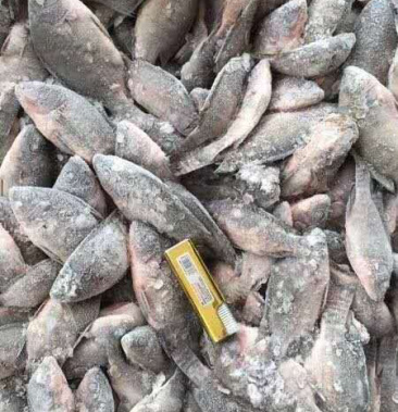 罗非鱼饲料鱼冻板量大麻袋装包上车活冻新鲜度很好