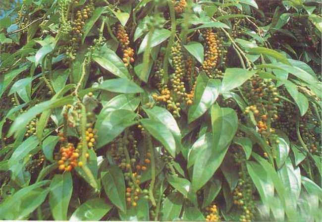 白胡椒植株及果穗特写