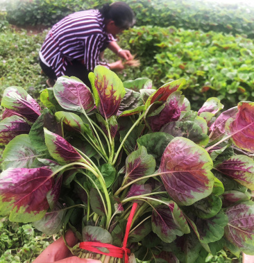 湖北精品红苋菜,产地直销,鲜嫩可口,叶红竿嫩,养生.