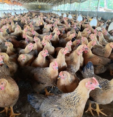 [其他活禽批发]麻母价格5.80元/斤 - 一亩田