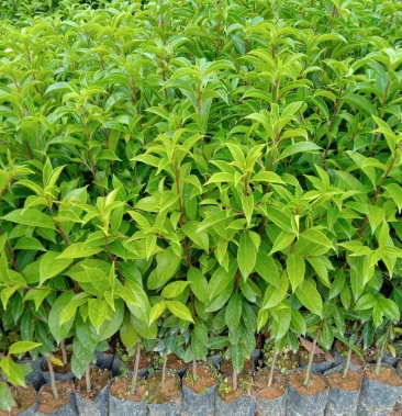 铁冬青苗园林绿化乔木树苗工程造林苗基地批发