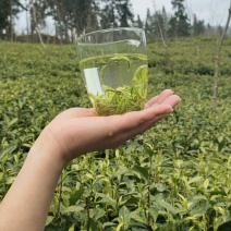 张家界莓茶