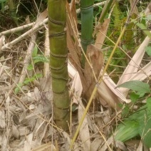 罗汉竹