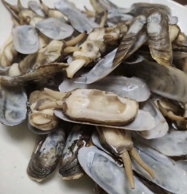 鲜活中个头双头蛏,全国鲜活发货.