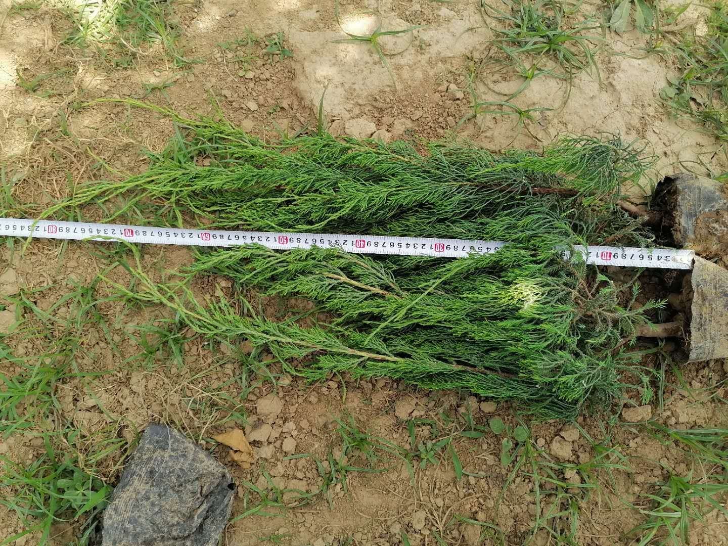 单株龙柏冠幅测量示意图