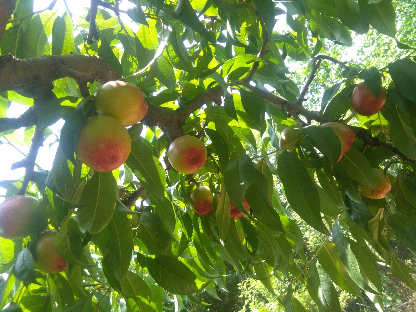 油松的球果特写