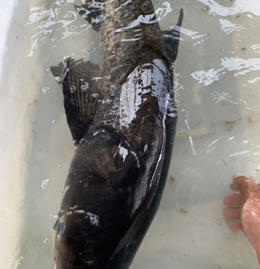 [鳙鱼批发]网箱吊水花鲢大头价格8.00元/斤 - 一亩田