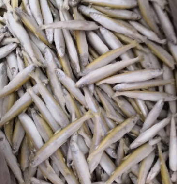 大理洱海弓鱼812公分