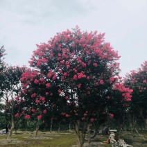 紫薇