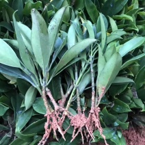 大量非洲茉莉苗裸根发货