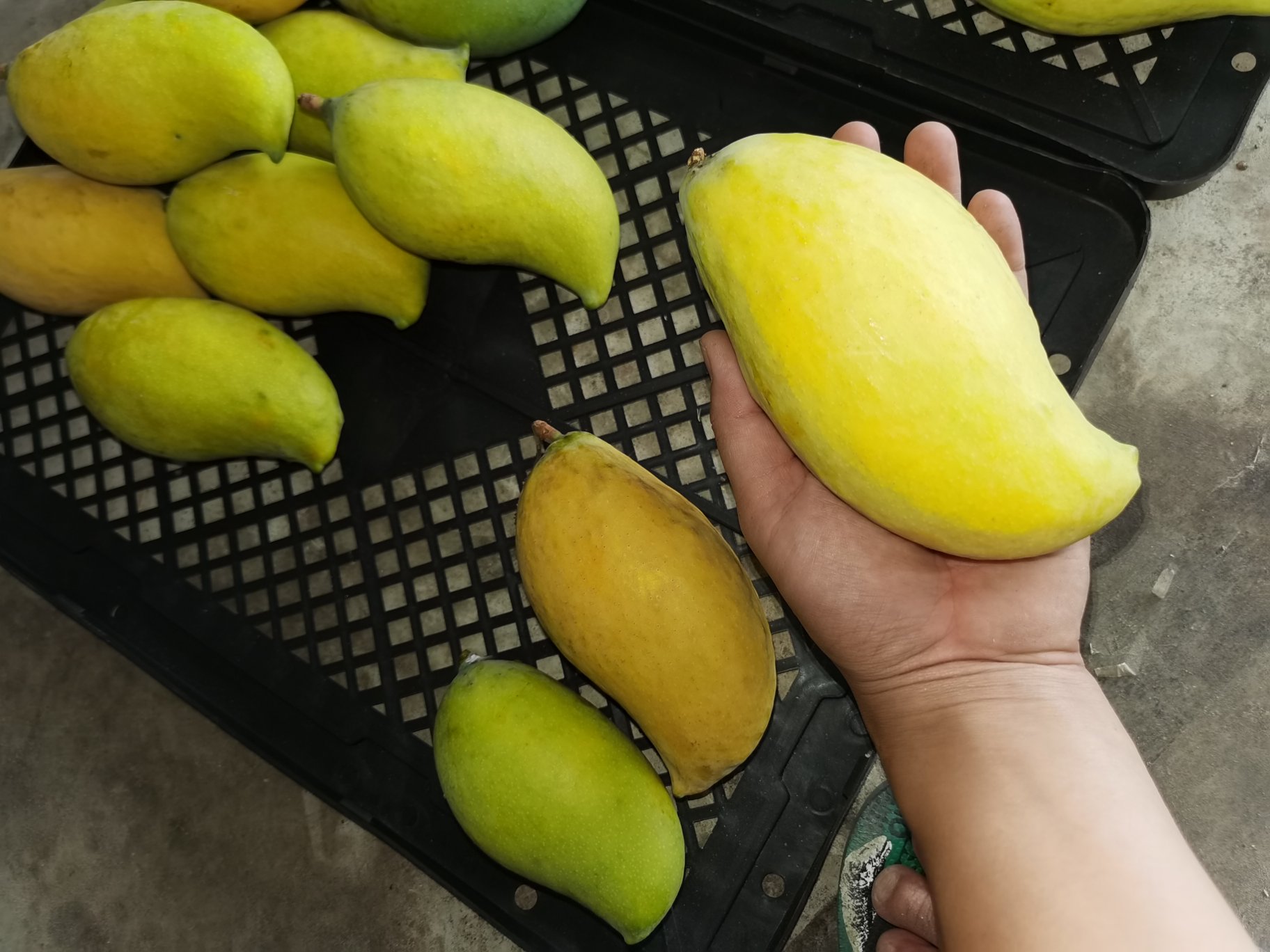 鹰嘴芒果成熟前后对比图