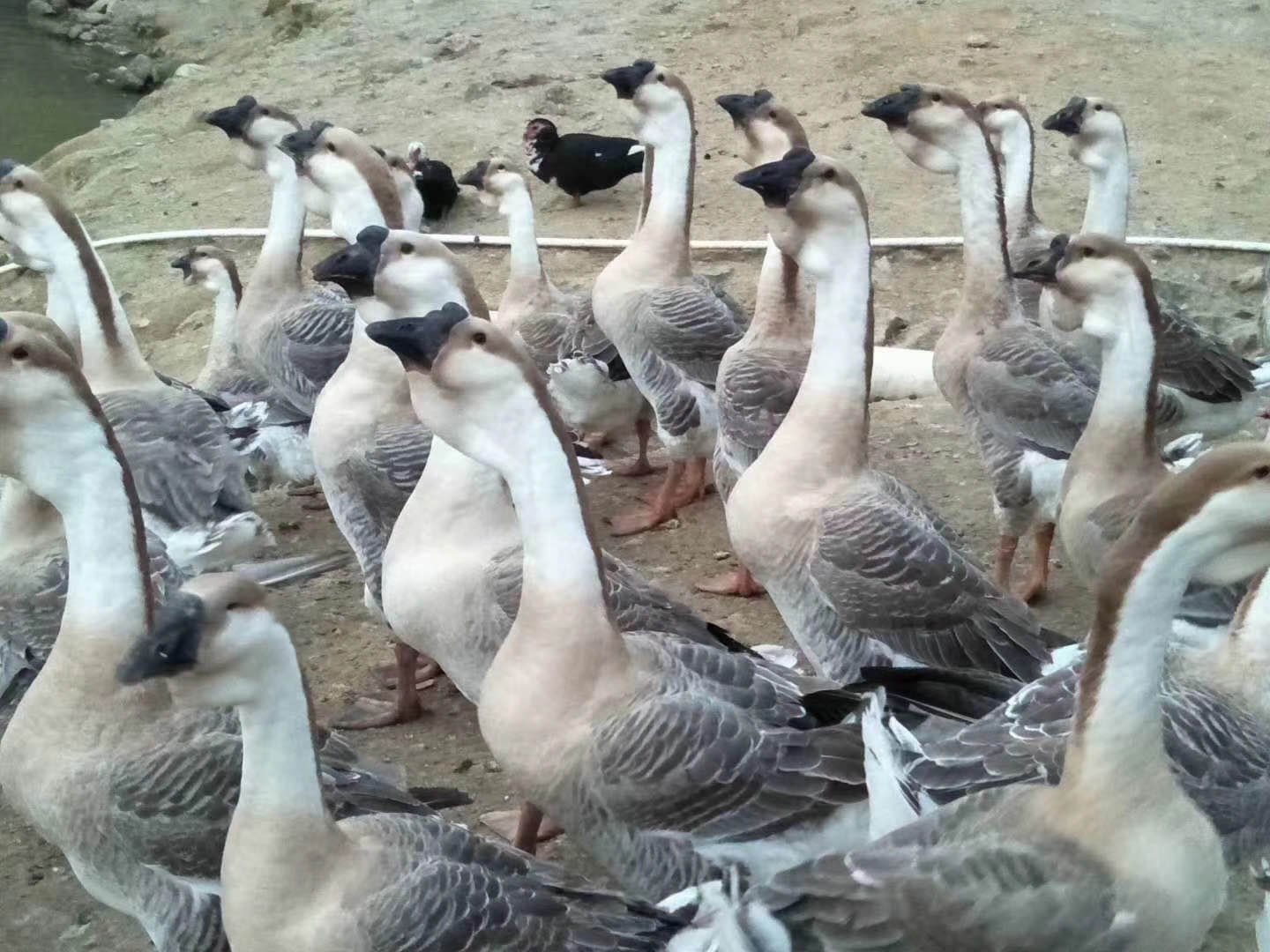 狮头鹅小鹅活苗展示