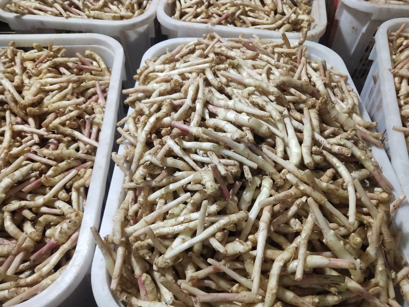 子姜在超市货架上展示