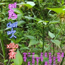 贵州古夜郎野生中药材鬼吹萧鬼竹子野生全草入药