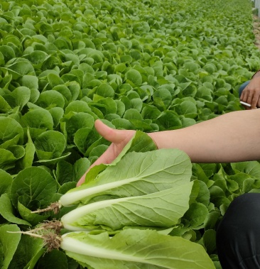 [快菜批发]精品杭白菜水白苗 产地直供新鲜靓丽欢迎合作价格1.08元/斤