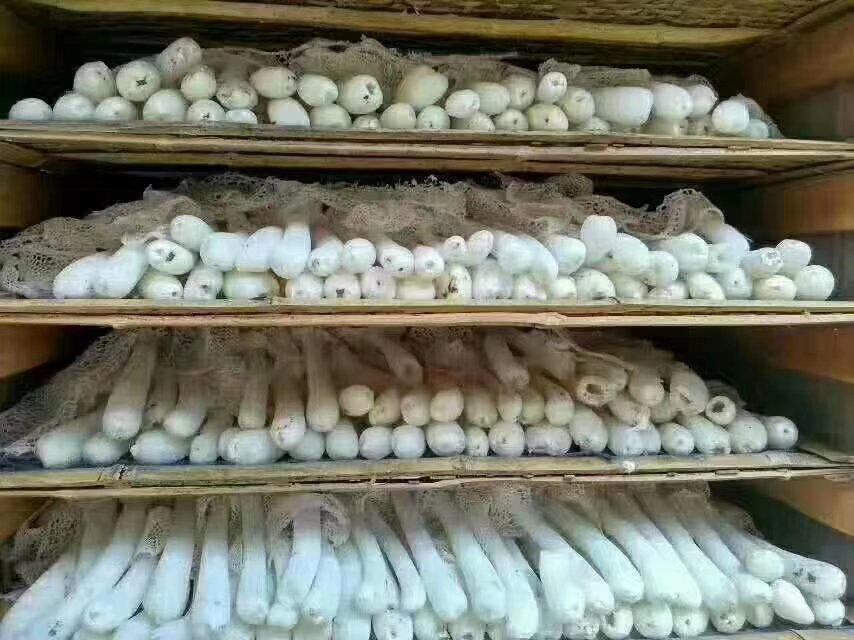 仿野生竹荪种植畦床结构剖面示意图