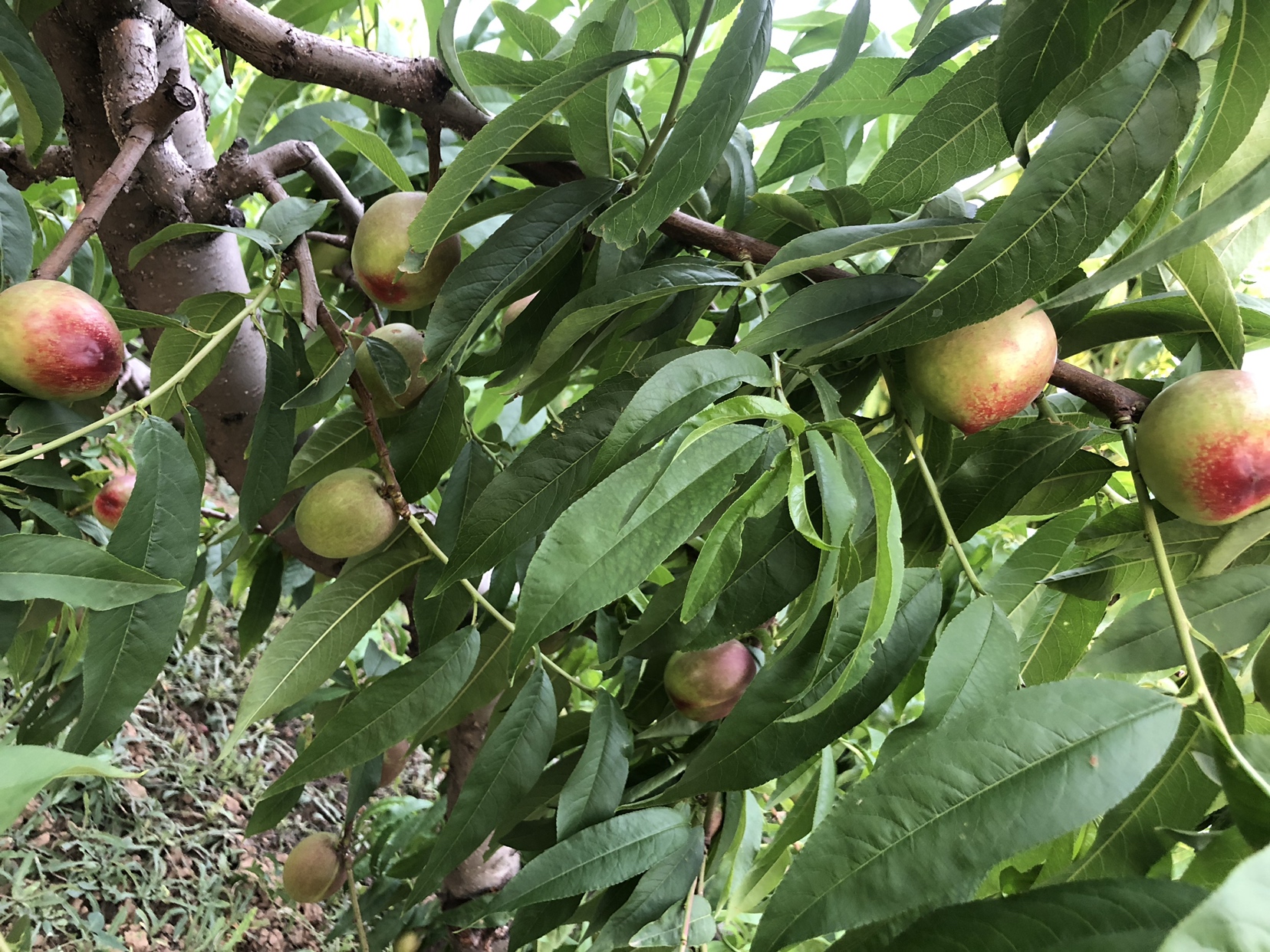金铭油桃与中油4号植株对比图