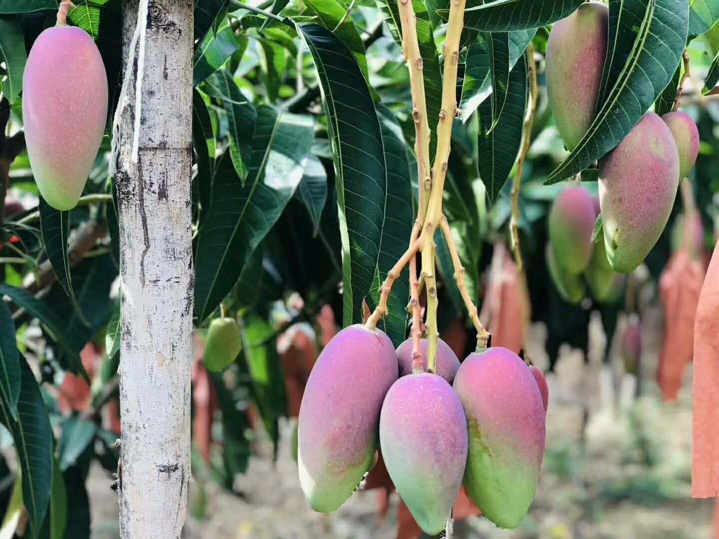海南果园中的金煌芒树