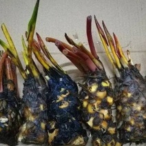 睡莲鱼缸池塘水池水培植生花卉睡莲根块当年开花睡莲