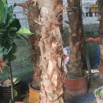 蒲葵，好货，好货，好货