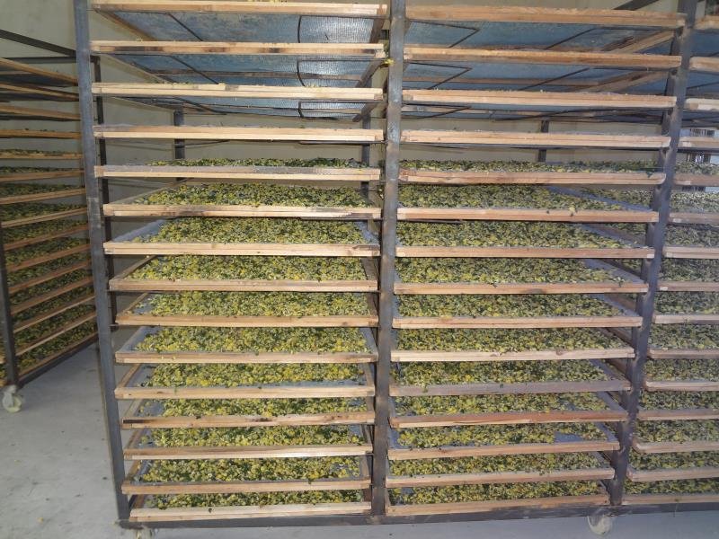 杭白菊烘干过程实景图