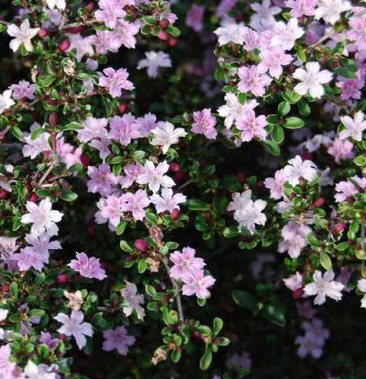 粉花六月雪小盆栽苗包邮盆栽