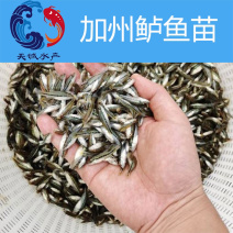 广东优质鲈鱼水花鲈鱼苗加州鲈鱼苗训料加州鲈鱼苗